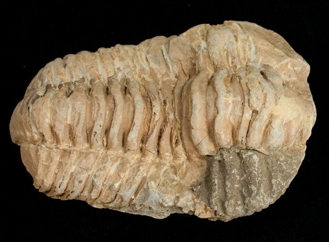 Calymene Trilobite From Morocco - Large Size #11617